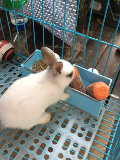 Pet Hamster Cage Mat