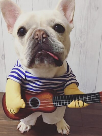 Funny Guitar Costume For Dog