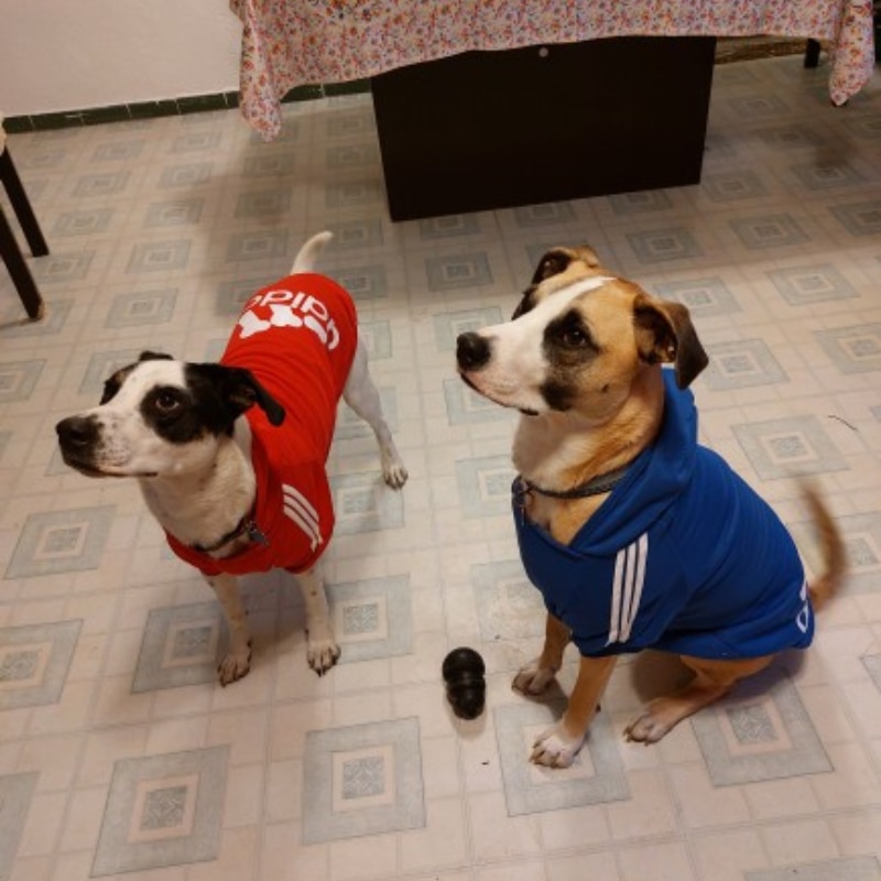 Fleece Adidog Jacket for All Sizes - Image 12