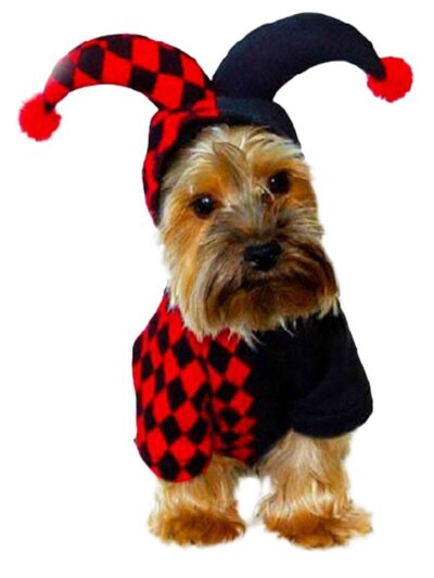 Joker Dog Cat Costume